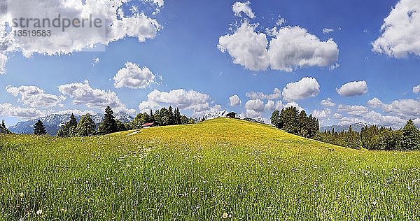 Grüne Wiese auf dem Eckbauer Berg  Eckbauer  Garmisch-Partenkirchen  Oberbayern  Bayern  Deutschland  Europa