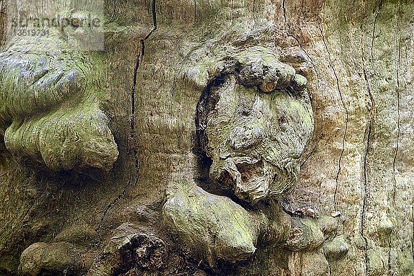 Baumgesicht einer 800 Jahre alten Buche (Fagus)  Naturschutzgebiet des Urwalds Sababurg  Hessen  Deutschland  Europa