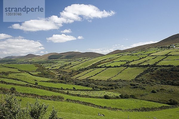 Hügelige Landschaft mit Weiden  Halbinsel Dingle  Irland  Europa
