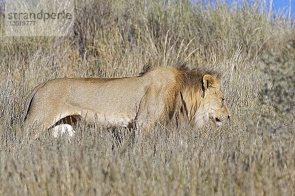 Afrikanischer Löwe (Panthera leo)  erwachsenes Männchen im hohen trockenen Gras  Kgalagadi Transfrontier Park  Nordkap  Südafrika  Afrika