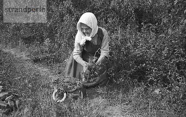 Alte Frau auf der Suche nach Kräutern am Wegesrand  1948  bei Leipzig  Sachsen  DDR  Deutschland  Europa