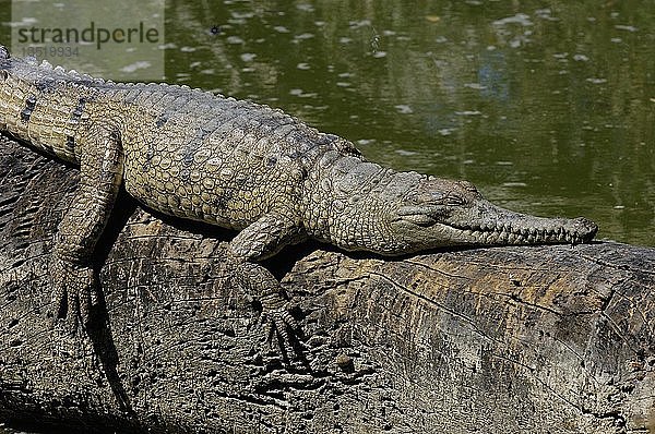 Süßwasserkrokodil  Crocodylus johnsoni  Nördliches Territorium  Australien  Ozeanien