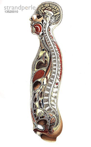 Viele der inneren Organe des menschlichen Körpers  1888  medizinische Illustration  England