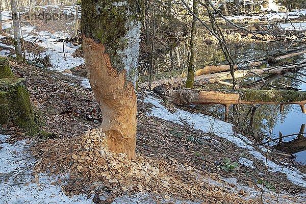 Vom Biber (Castor fiber) angeknabberter Baum  Almtal  Oberösterreich  Österreich  Europa