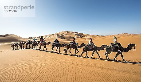 Karawane mit Dromedaren (Camelus dromedarius)  Sanddünen in der Wüste  Erg Chebbi  Merzouga  Sahara  Marokko  Afrika