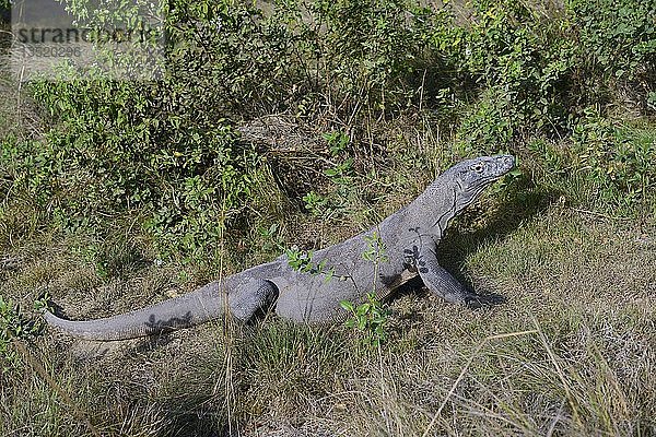 Komodowaran (Varanus komodoensis)  auf Grasland  Insel Rinca  Komodo-Nationalpark  Indonesien  Asien