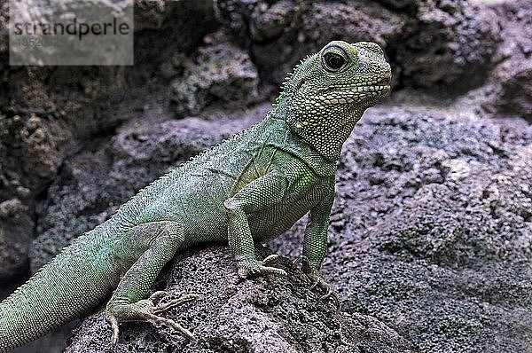 Chinesischer Wasserdrache (Physignathus cocincinus)