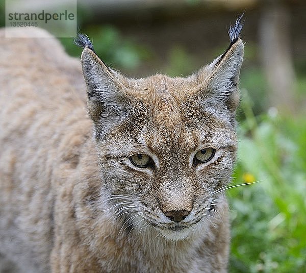Eurasischer Luchs (Lynx lynx)  Brandenburg  Deutschland  Europa
