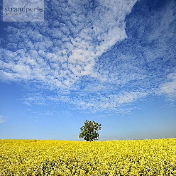 Blühendes Rapsfeld mit einsamer Eiche unter blauem Himmel mit Schäfchenwolken  Mecklenburgische Schweiz  Mecklenburg-Vorpommern  Deutschland  Europa