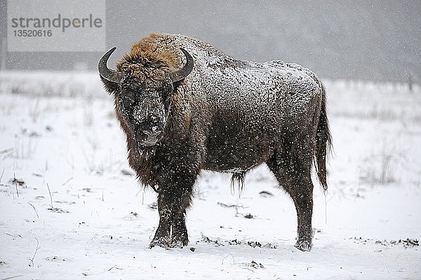 Europäischer Wisent (Bison bonasus)  in einem starken Schneesturm