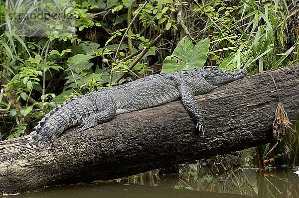 Krokodil  Krokodilus siamensis