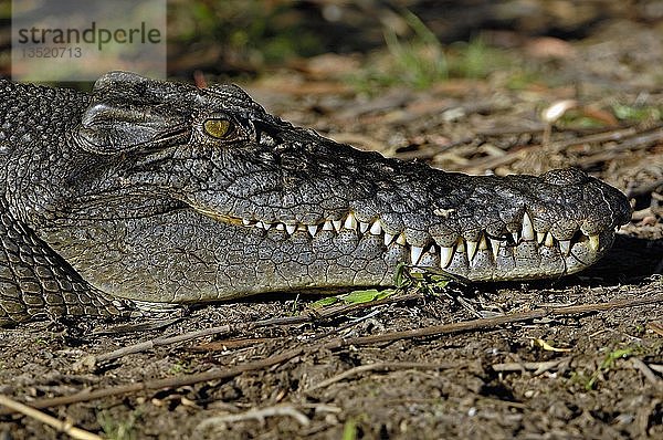 Salzwasserkrokodil  Crocodylus porosus  australien