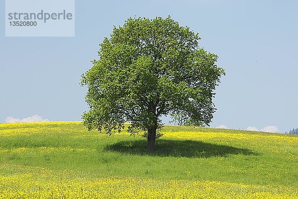 Baum im Frühling in Baden Württemberg  Deutschland  Europa