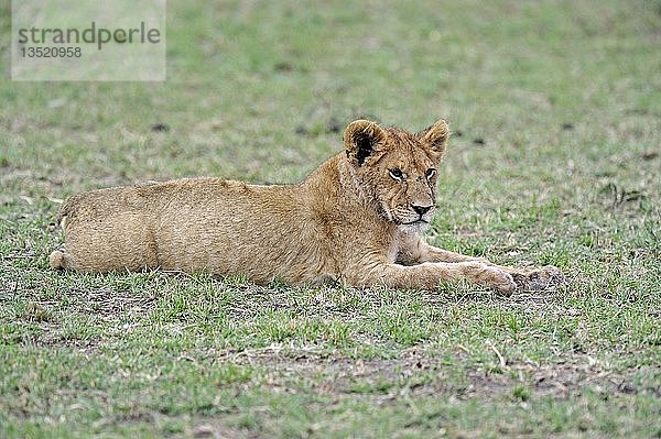 Junger Löwe (Panthera leo)  Jungtier ruht sich nach dem Fressen aus  Maasai Mara National Reserve  Kenia  Ostafrika  Afrika