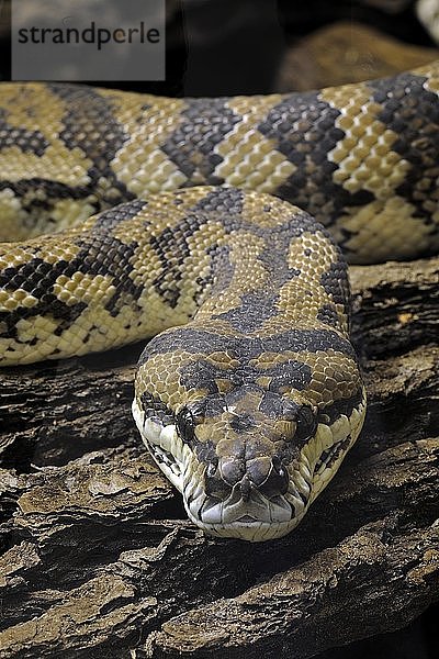 Teppichpython (Morelia spilota variegata)  Neuguinea  Ozeanien