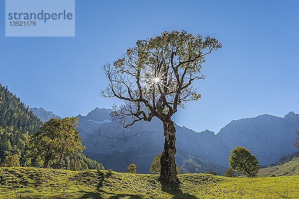 Ahornbäume im Herbst  Ahornboden  Engtal  Vomp  Tirol  Österreich  Europa