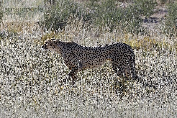 Gepard (Acinonyx jubatus) beim Spaziergang im hohen trockenen Gras  wachsam  Kgalagadi Transfrontier Park  Nordkap  Südafrika  Afrika