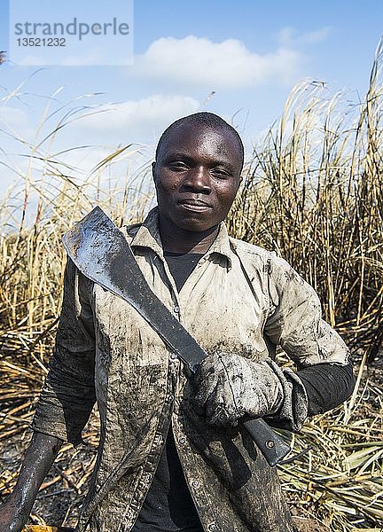 Zuckerrohrschneider in den verbrannten Zuckerrohrfeldern  Porträt  Nchalo  Malawi  Afrika