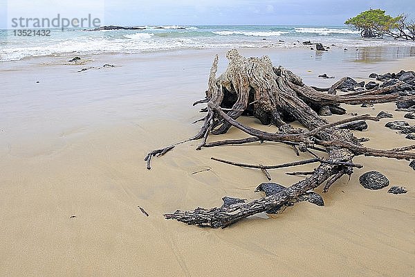 Abgelegener Strand mit Totholz bei Puerto Villamil  Insel Isabela  Galapagos-Inseln  UNESCO-Weltnaturerbe  Ecuador  Südamerika