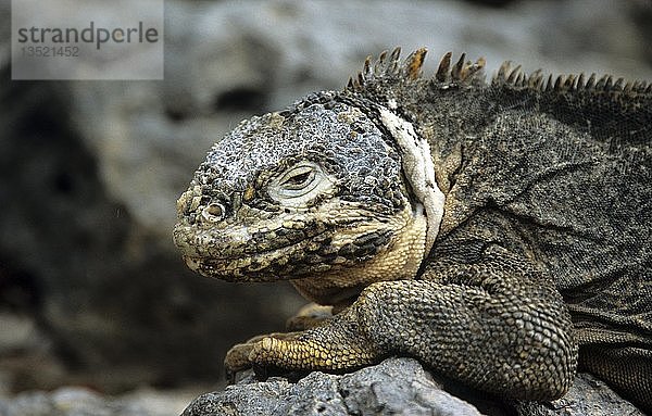 Landleguan  Conolphus subscristatus  Galapagos