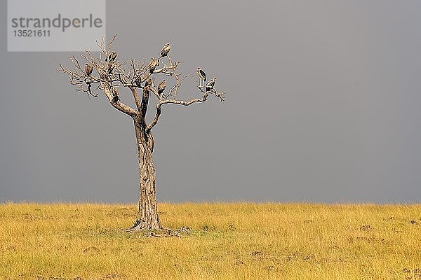 Verdorrter Baum mit verschiedenen Arten von Geiern vor einer Sturmfront  Masai Mara  Kenia  Afrika