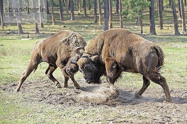 Eurasischer Wisent (Bison bonasus)  kämpfend