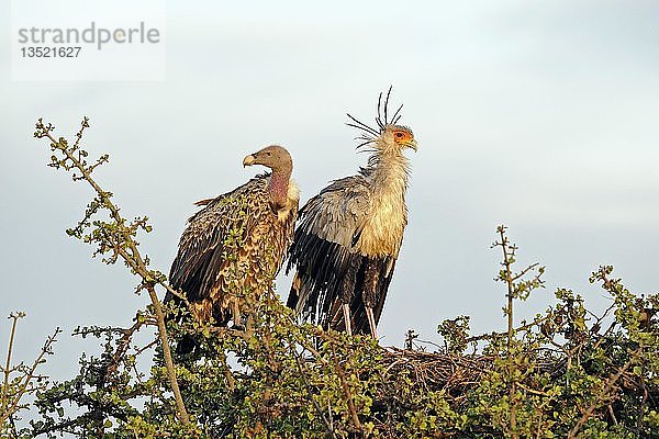 Sekretärvogel (Sagittarius serpentarius) und Rueppellgeier (Gyps rueppellii)  Masai Mara  Kenia  Afrika