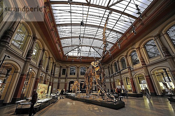Blick in die Saurierhalle mit dem Skelett eines Brachiosaurus brancai  dem größten ausgestellten Dinosaurierskelett der Welt  Museum für Naturkunde  Naturkundemuseum  Berlin  Deutschland  Europa