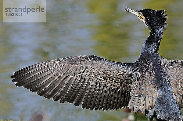 Doppelhaubenscharbe (Phalacrocorax auritus)