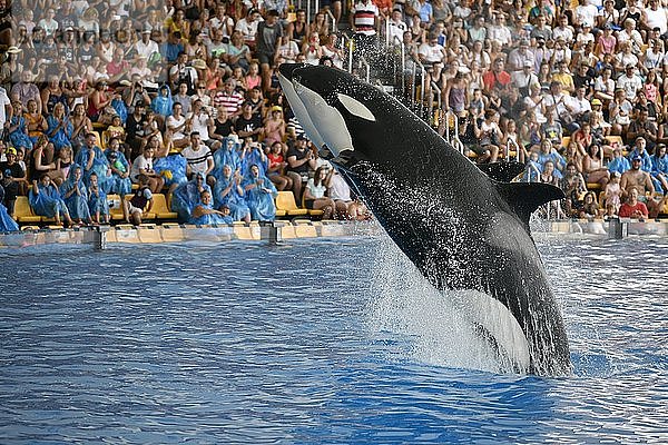 Zwei Schwertwale (Orcinus orca) springen synchron  in Gefangenschaft  Orca Show  Loro Parque  Puerto de la Cruz  Teneriffa  Kanarische Inseln  Spanien  Europa