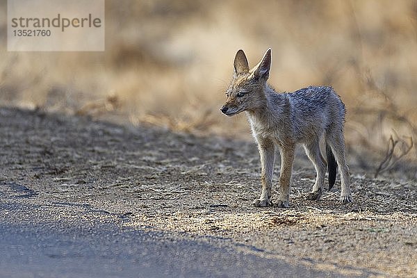 Schabrackenschakal (Canis mesomelas)  Jungtier  am Rande einer geteerten Straße  die Umgebung beobachtend  Kruger National Park  Südafrika  Afrika