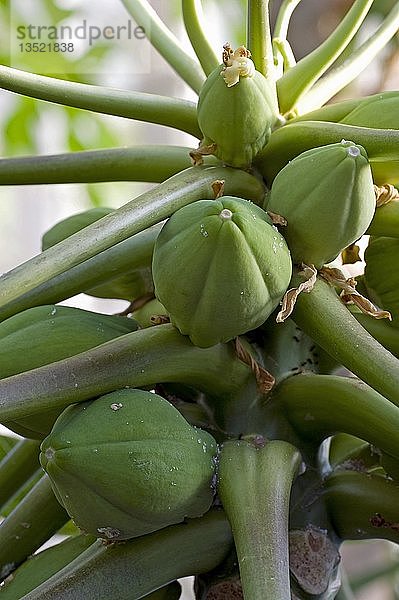 Unreife Papayas  Papayabaum (Carica papaya)