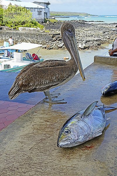 Brauner Pelikan (Pelecanus occidentalis) im Fischereihafen von Puerto Ayora  Insel Santa Cruz  Insel Indefatigable  Galapagosinseln  UNESCO-Weltnaturerbe  Ecuador  Südamerika