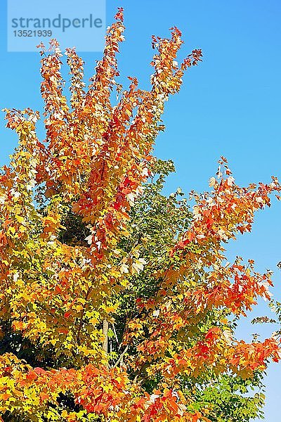 Herbstlich gefärbte Blätter des Ahorns (Acer)  Berlin  Deutschland  Europa