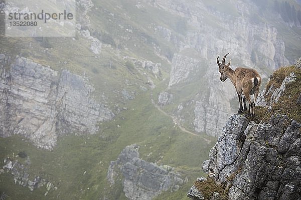 Alpensteinbock (Capra ibex) ohne Hang vor Bergkulisse  Niederhorn  Schweiz  Europa