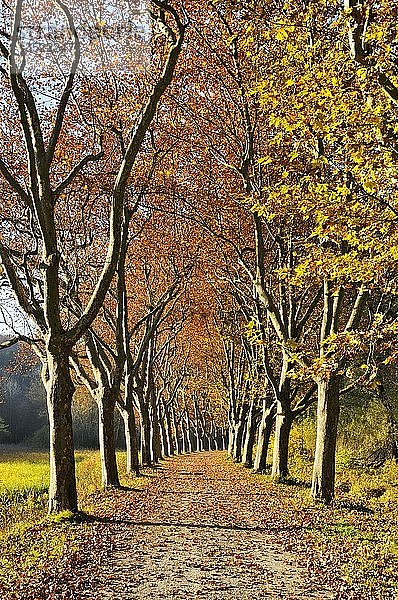 Von Bäumen gesäumte Straße  Platanen (Platanus) im Herbst  Landkreis Konstanz  oder Konstanz  Baden-Württemberg  Deutschland  Europa