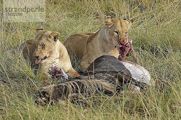 Löwen (Panthera leo)  bei der Fütterung von Streifengnus (Connochaetes taurinus)  Maasai Mara National Reserve  Kenia  Ostafrika  Afrika