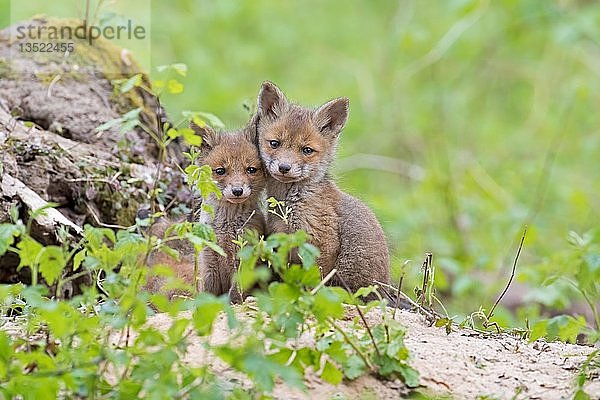 Zwei junge Rotfüchse (Vulpes vulpes) im Fuchsbau  Dessau  Deutschland  Europa
