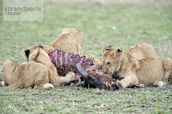 Löwe (Panthera leo)  Löwenfamilie beim Fressen eines erlegten Topi (Damaliscus lunatus)  Masai Mara  Kenia  Ostafrika  Afrika