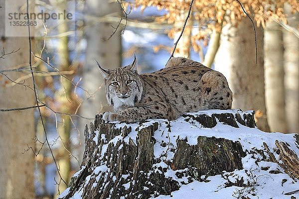 Karpatenluchs (Lynx lynx carpathicus) sitzt im Winter auf einem Baumstamm