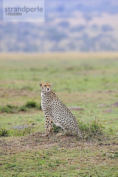 Gepard (Acinonyx jubatus) hält Wache  Maasai Mara National Reserve  Kenia  Ostafrika  Afrika