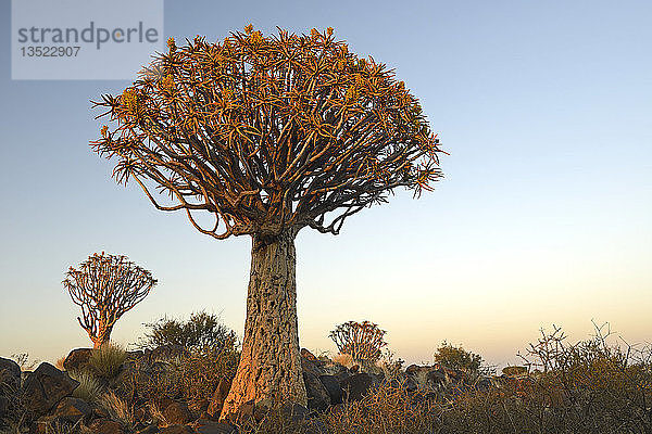 Köcherbaum oder Kokerboom (Aloe dichotoma) im frühen Morgenlicht  Keetmanshoop  Karas Region  Namibia  Afrika