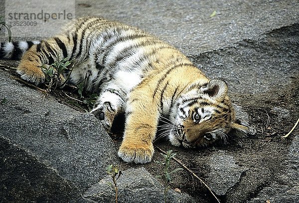 Junger Sibirischer Tiger  Panthera tigris altaica