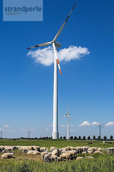 Schafherde auf der Weide vor einer Windkraftanlage  Grevenbroich  Nordrhein-Westfalen  Deutschland  Europa
