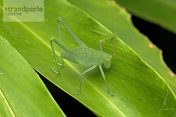 Grashüpfer  Macroxiphus siamensis sp.  khao yai national park  thailand