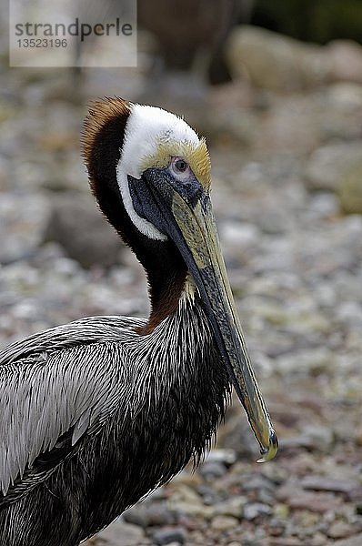 Pelikanus occidentalis