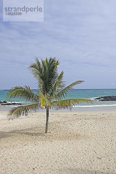 Palme am Strand von Puerto Villamil  Insel Isabela  Galapagos-Inseln  UNESCO-Weltnaturerbe  Ecuador  Südamerika