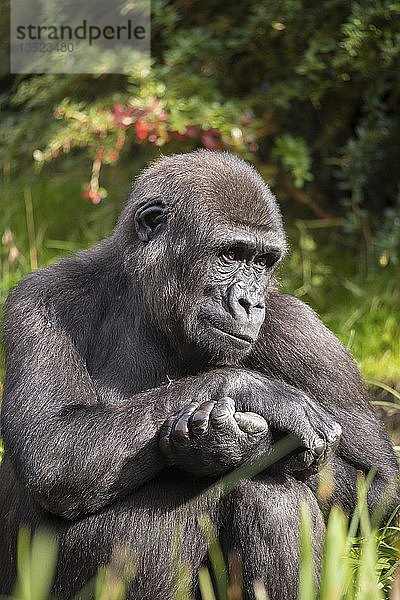 Westlicher Flachlandgorilla (Gorilla gorilla gorilla)  sitzend  Tierporträt  nachdenklich  in Gefangenschaft  Affenpark  Niederlande