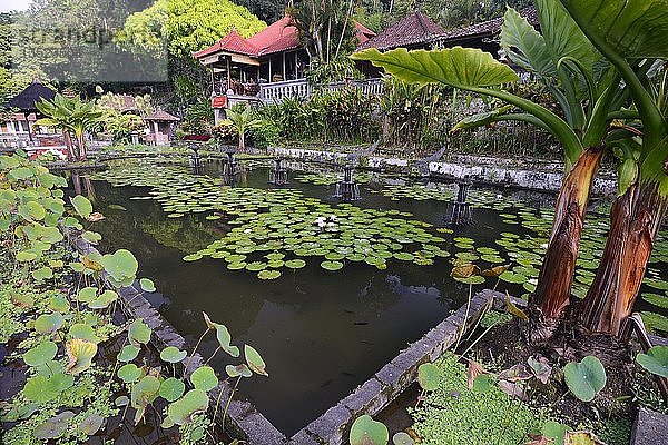 Teich mit Lotuspflanzen im Tirta Gangga Wassertempel  Bali  Indonesien  Asien