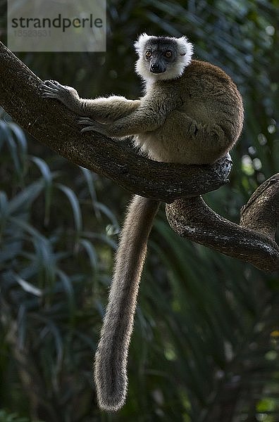 Ein Lemur (Hybride aus Ceronenmaki und Schwarzem Lemur  Eulemur coronatus X Eulemur macaco) in den Tieflandregenwäldern von Ost-Madagaskar  Madagakar